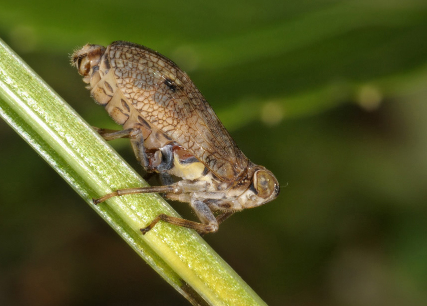 Issus sp.